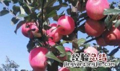 蜜脆苹果图片及价格 蜜脆苹果新品种介绍