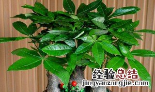 水培发财树怎么换盆 发财树怎么换盆