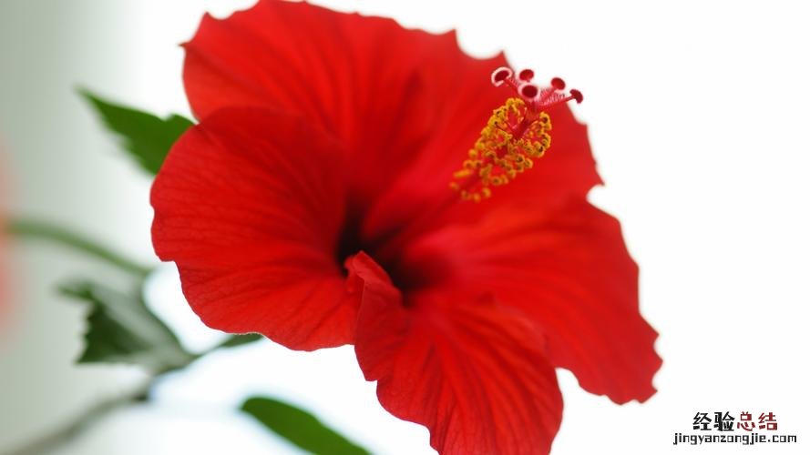 家里养扶槡花好吗