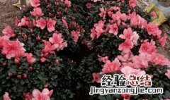 杜鹃花叶子上有白霜是怎么回事 杜鹃花叶子上的白霜