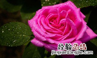 怎么区分玫瑰和月季 月季花和玫瑰花的区别在哪里