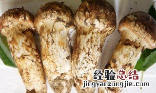 松茸怎么种植 松茸怎么种植方法视频