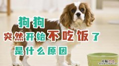 小狗一天吃几顿