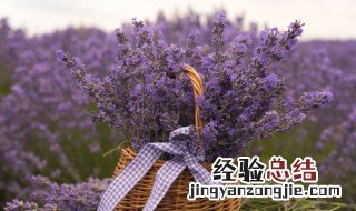 不能养在家里的花有哪些 不能养在家里的花