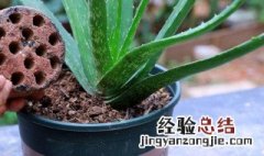 芦荟移植方法 芦荟怎么移植