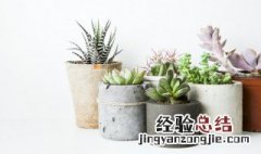 十大养不死的盆栽植物 易养活的室内植物