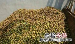 茶籽烘干技巧 茶籽烘干步骤如下