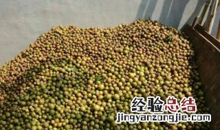 茶籽烘干技巧 茶籽烘干步骤如下