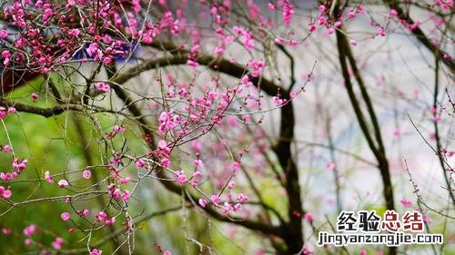 水梅花怎么繁殖