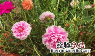 太阳花能在室内养吗 太阳花冬天在室内可以开花吗