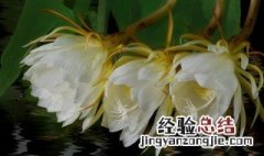 昙花开过之后怎么处理 昙花开完之后怎么处理