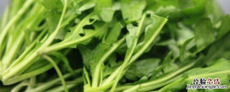 荠菜和蒲公英的区别