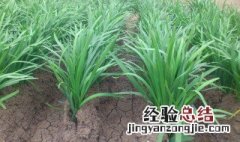 韮菜棚种植方法 大棚韭菜种植技术