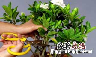 栀子花怎么做干花香包? 栀子花怎么做干花