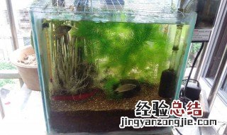 斗鱼缸制作教程 斗鱼缸制作过程