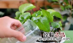 化肥水可以直接浇花吗 化肥水可以直接浇花吗视频