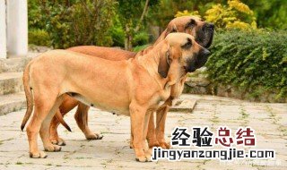 猎犬的鼻子怎样选择 猎犬的鼻子哪种最好