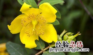 金丝梅的养殖方法和注意事项 金丝梅的养殖方法和注意事项图片