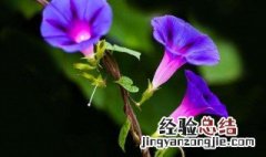 牵牛花的花语怎么说 牵牛花花语是什么