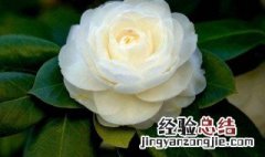 茶花花语是什么象征 茶花花语是什么