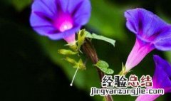 紫茉莉的花语及介绍和寓意 紫茉莉的花语及介绍