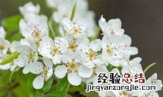 梨花的花语及象征意义 梨花的花语及象征意义作文