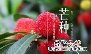 芒种时间要干什么 芒种时节有哪些农活