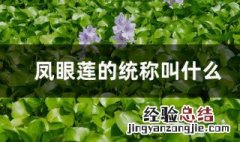 凤眼莲的统称叫什么 凤眼莲的主要价值是什么