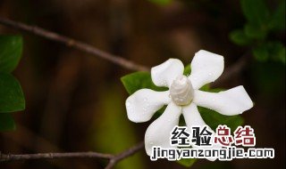 栀子花如何浇水 栀子花浇水技巧分享