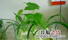 水植花卉有什么 水植花卉介绍