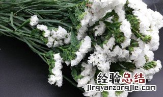 白色勿忘我的花语是什么 白色勿忘我的花语介绍