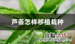 芦荟怎样移植栽种 芦荟什么时间移盆最合适