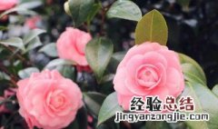 在北方如何养茶花才能养得好 在北方如何养茶花才能养得好些