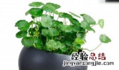 家里养绿植的风水禁忌 家里养绿植的风水禁忌有哪些