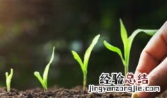 怎么种植玉米加农炮 怎么种植玉米