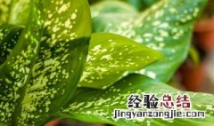 家适合养什么绿色植物 家适合养什么绿色植物好