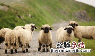 属羊的命运如何 属羊的命运