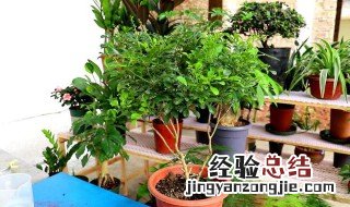 红木香养植方法 红木香的养殖方法与注意事项