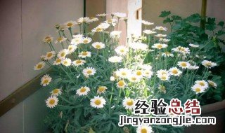 洋甘菊怎么养活 洋甘菊的养殖方法和注意事项盆栽