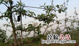 果树花芽早春防冻方法 果树花芽早春防冻方法视频
