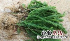 春季吃野菜要注意什么细节 春季吃野菜要注意什么