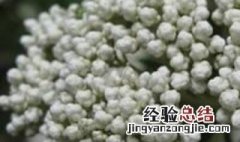 小米花的花语和象征 小米花的花语