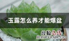 玉露怎么养才能爆盆 玉露最佳种植方法分享