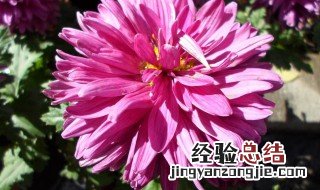 粉菊花介绍 粉菊花花语是什么意思