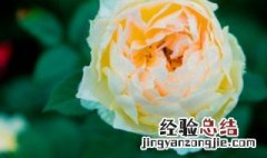 月季的花语是什么? 月季的花语与寓意是什么