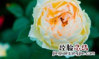 月季的花语是什么? 月季的花语与寓意是什么