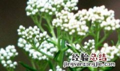 澳洲米花的花语 澳洲米花有什么作用