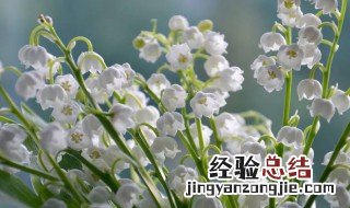 铃兰花花语 蓝色铃兰花花语