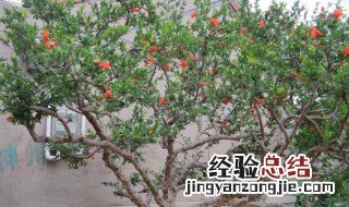 石榴树不开花不结果是什么原因 石榴树不开花不结果原因有哪些