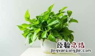 喜水的植物花卉有哪些 什么植物喜欢水